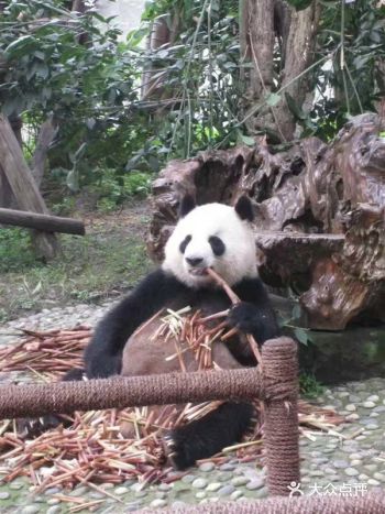 成都本地人推荐,国家4A级景区大熊猫基地打卡攻略