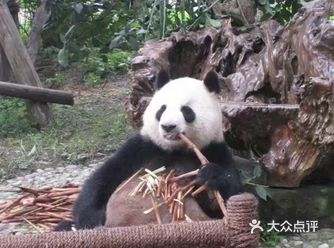 成都本地人推荐，国家4A级景区大熊猫基地打卡攻略
