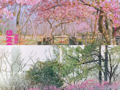 -顾村公园