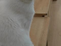 -是阿柴呀！柴犬咖啡·爱喵喵猫咖