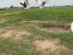 -盐城丹顶鹤湿地生态旅游区