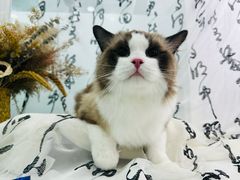 -爱洗澡的猫(望京店)