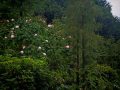 -云溪植物园