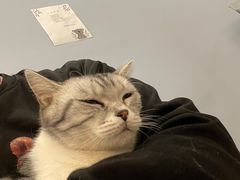 -BABIT巴比特宠物(MOMOPARK店)