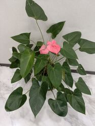 -上海漾颜医疗美容