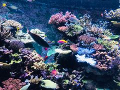 -新加坡海洋生态馆