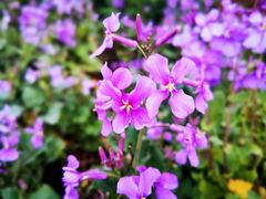 -梅花山(明孝陵内)