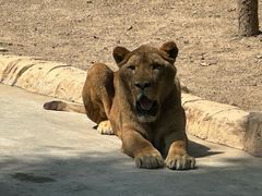 -北京野生动物园