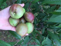 iphone_upload_pic-旺山景区