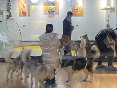 -Husky Go! 哈士奇体验馆·宠物咖啡厅狗咖