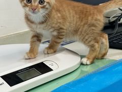 -艾贝尔宠物医院·24H转诊中心·肿瘤猫专科(江宁双龙店)