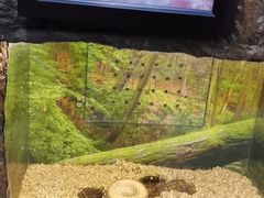 -上海大自然野生昆虫馆(东方明珠·爬宠昆虫探索中心)