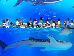 -烟台海昌鲸鲨海洋公园