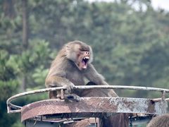 -西霞口神雕山野生动物世界