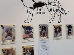 -有喵·猫咖·狗咖·30几只猫10只小狗(岗厦店)