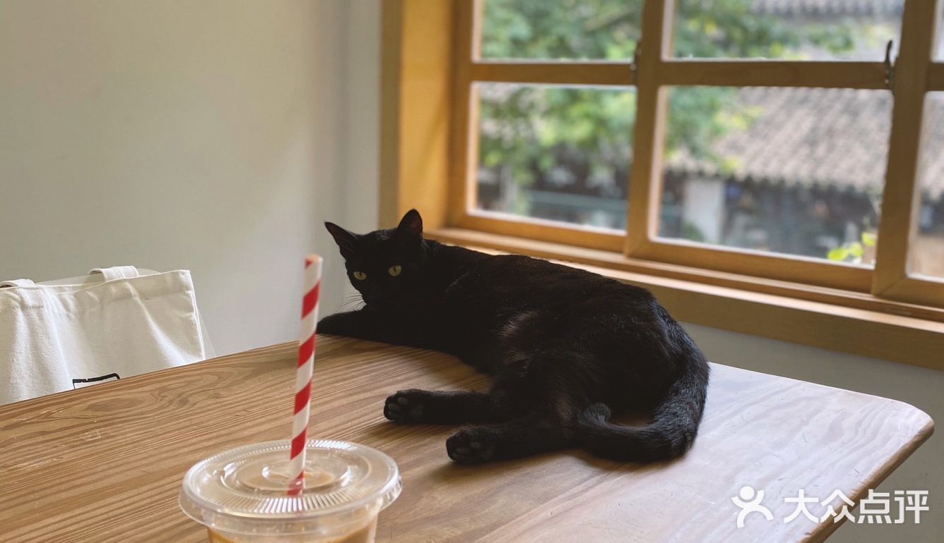 店里有只黑猫会固定时间来玩，没忍住给猫猫拍了很多照片