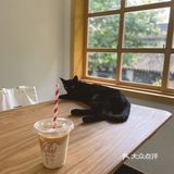 店里有只黑猫会固定时间来玩，没忍住给猫猫拍了很多照片