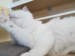 -滚猫咖啡·猫咖·猫友好撸猫(未来城店)