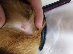 -艾贝尔宠物诊疗