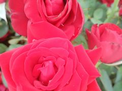 -亚龙湾国际玫瑰谷