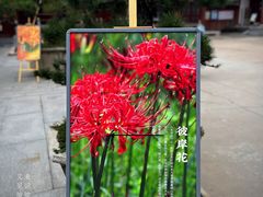 -西安大兴善寺