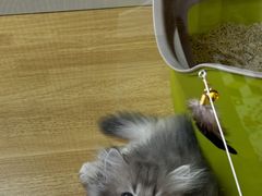 -青奢宠物·青奢猫舍