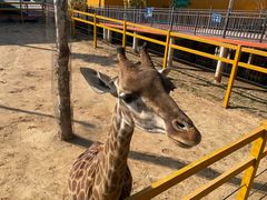-西霞口神雕山野生动物世界