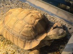 -上海大自然野生昆虫馆(东方明珠·爬宠昆虫探索中心)
