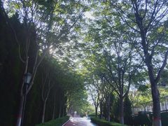 -西安乐游原