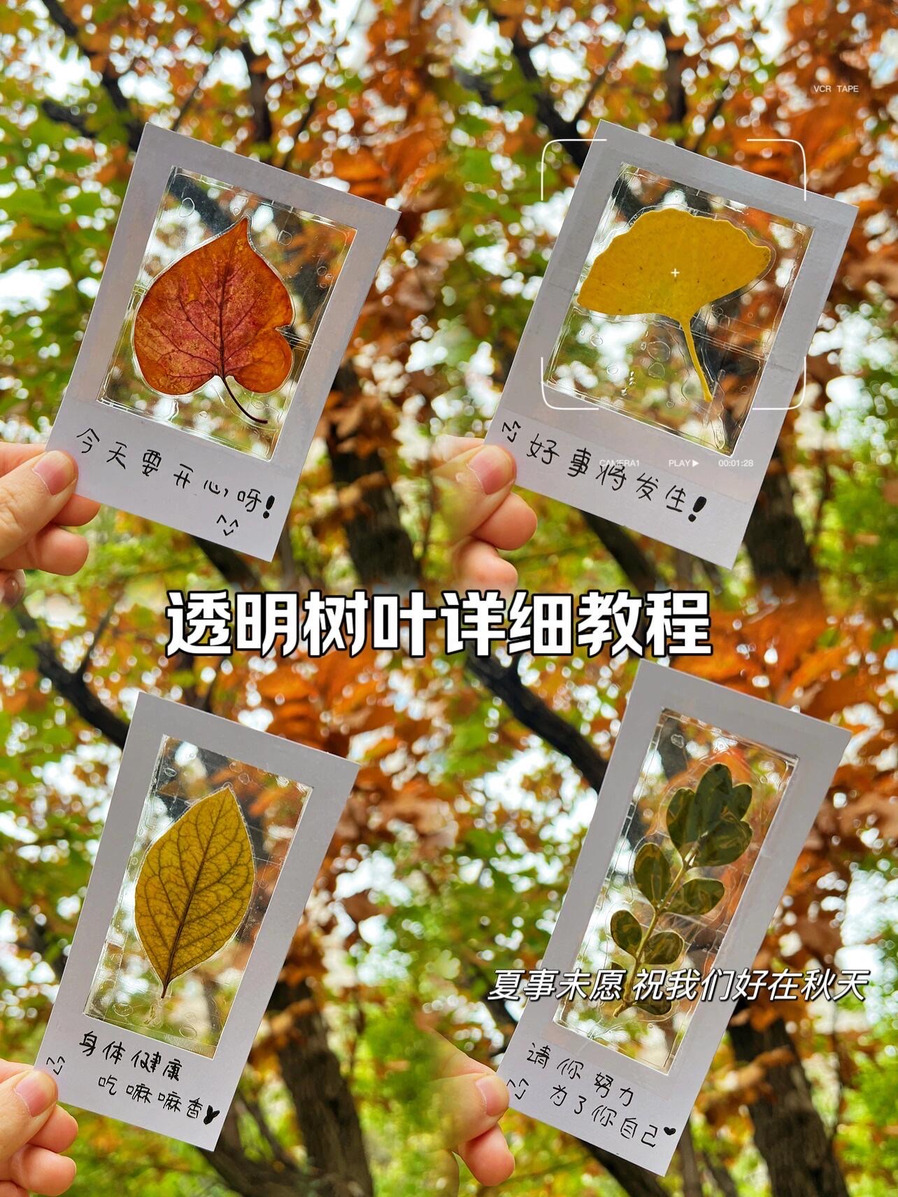 用盐做透明树叶图片