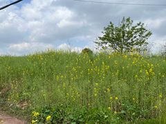 -白鹭湾湿地公园