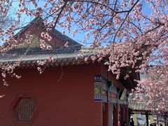 -桃花堤公园