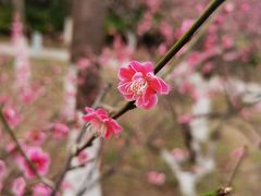 -青枫公园