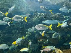 -上海海洋水族馆