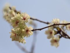 -天适樱花悠乐园