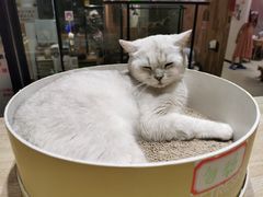 -藏猫猫咖啡主题馆(中央大道店)