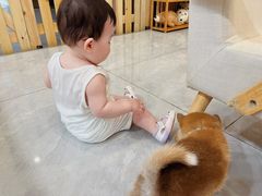 -柴犬小屋·柴餐厅·狗咖食堂(金鼎广场店)