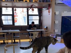 -喵园·猫主题咖啡厅·撸猫·猫咖(国贸店)