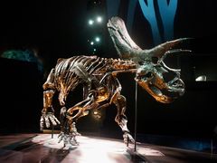 -墨尔本博物馆(Melbourne Museum)