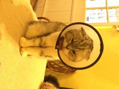 iphone_upload_pic-猫色咖啡·猫咖