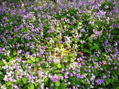 -白塘生态植物园