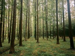 -黄海国家森林公园