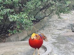 -燕塞湖鸟语林景区