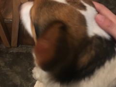 -萌喵宠狗爱心宠咖