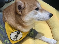 -逗柴咖啡屋·狗咖猫咖宠物桌游