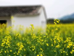 -光明小镇欢乐田园