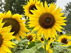 -汉长安城未央宫国家考古遗址公园