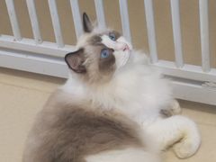 -猫在这儿猫咪咖啡馆·撸猫馆