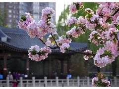 -海棠花溪(元大都城垣遗址公园)