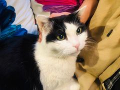 -Anne猫窝咖啡屋